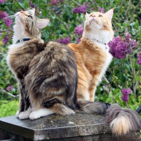 Mainly Maine Coons
